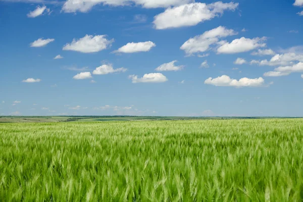 Germes de blé vert dans les champs et ciel nuageux. Paysage printanier lumineux . — Photo