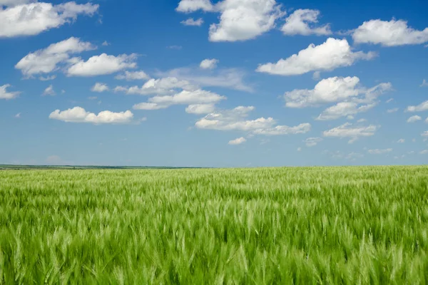 Germes de blé vert dans les champs et ciel nuageux. Paysage printanier lumineux . — Photo