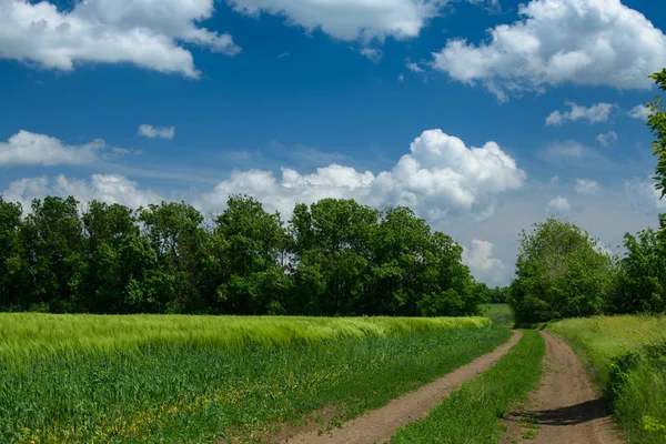 Ground road in the wheaten field and beautiful cloudy. Spring landscape. — Stock Photo, Image