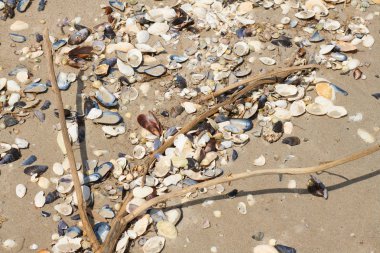 Kum üzerinde kuru çim ve deniz kabuğu - vahşi deniz kıyısı, güzel yaz manzara