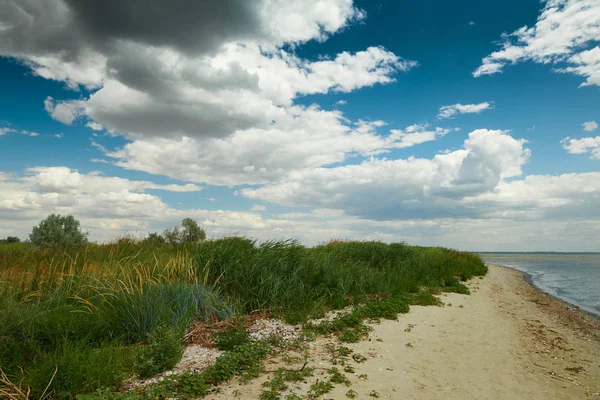 Dzika trawa na wybrzeżu Morza-piękne lato krajobraz — Zdjęcie stockowe