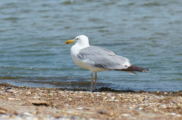 Gabbiano di mare - primo piano di un uccello si trova sulla spiaggia selvaggia vicino al mare — Foto Stock