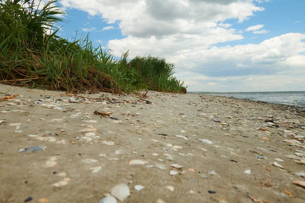 Wild Grass på Sea Coast-vackra sommar landskap — Stockfoto