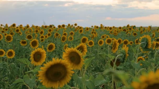 Campo Girasol Hermoso Paisaje Verano — Vídeos de Stock