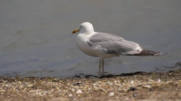 Möwe Nahaufnahme Eines Vogels Steht Wilden Strand Der Nähe Des — Stockvideo