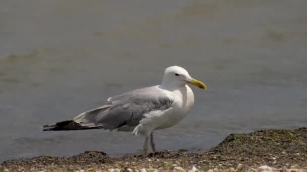 カモメ 海の近くの野生のビーチに立つ1羽の鳥のクローズアップ — ストック動画