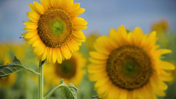 Sunflower Field Beautiful Summer Landscape — Stock Video