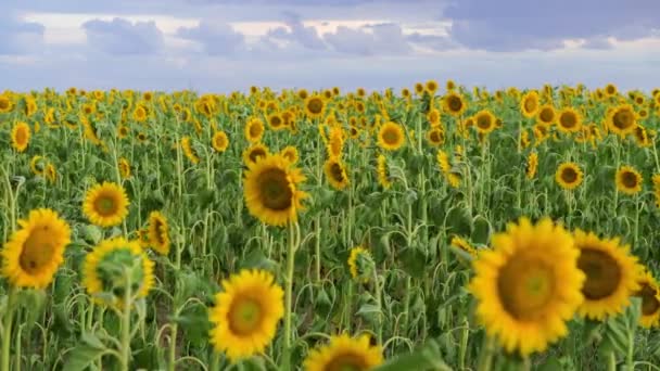 Sonnenblumenfeld Schöne Sommerlandschaft — Stockvideo