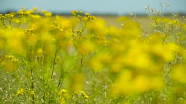 Hierba Silvestre Con Flores Amarillas Hermoso Paisaje Verano — Vídeo de stock