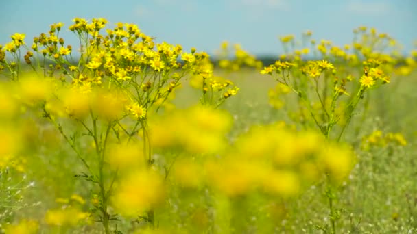 Wildes Gras Mit Gelben Blumen Schöne Sommerlandschaft — Stockvideo