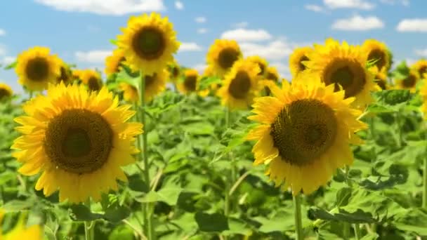Champ de tournesol - beau paysage estival 