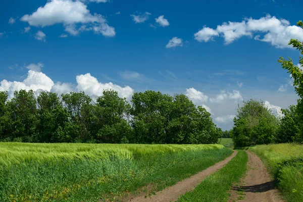 Straße im Weizenfeld und schön bewölkt. Frühlingslandschaft. — Stockfoto