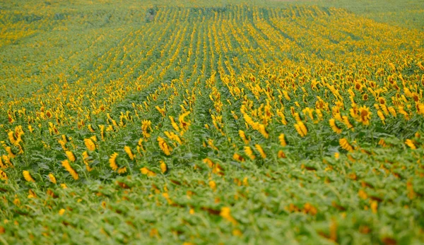 Подсолнечное поле - ярко-желтые цветы, красивый летний пейзаж — стоковое фото