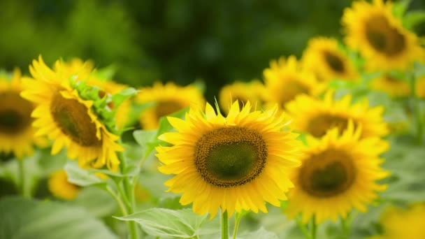 Campo Girassol Flores Amarelas Brilhantes Bela Paisagem Verão — Vídeo de Stock