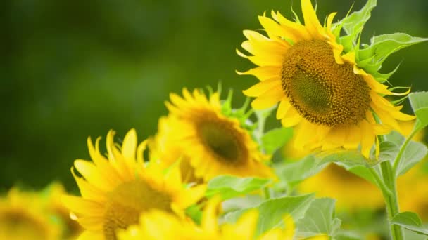 Solrosfält Klargula Blommor Vacker Sommar Landskap — Stockvideo