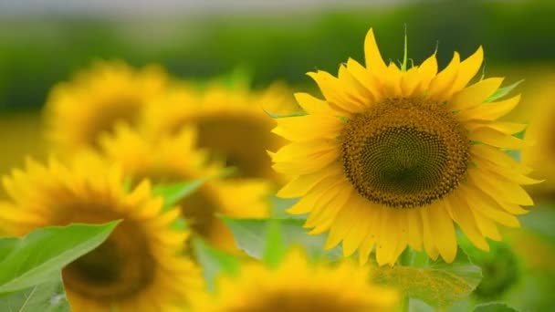 Solrosfält Klargula Blommor Vacker Sommar Landskap — Stockvideo