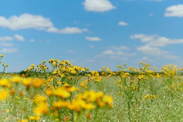 Erba selvatica con fiori gialli - bellissimo paesaggio estivo — Foto Stock