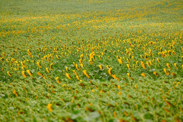 Campo de girasol - flores de color amarillo brillante, hermoso paisaje de verano —  Fotos de Stock