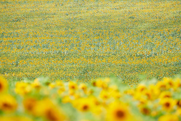 해바라기 필드 - 밝은 노란색 꽃, 아름다운 여름 풍경 — 스톡 사진