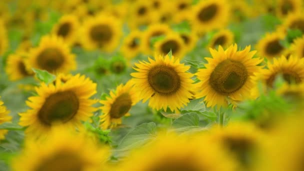 Champ de tournesol fleurs jaune vif, beau paysage d'été 