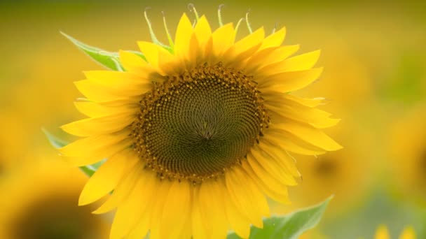 Sonnenblumenfeld Leuchtend Gelbe Blüten Schöne Sommerlandschaft — Stockvideo