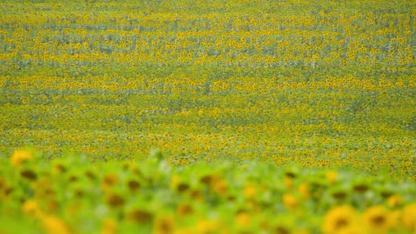 Campo Girasol Flores Color Amarillo Brillante Hermoso Paisaje Verano — Vídeo de stock