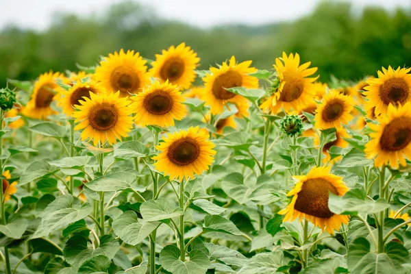 Campo de girassol - flores amarelas brilhantes, bela paisagem de verão — Fotografia de Stock