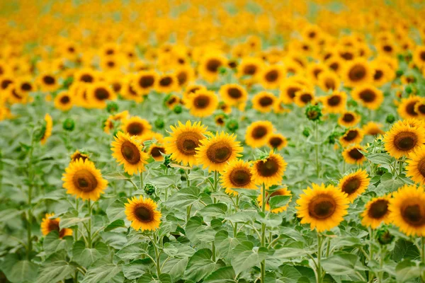 Соняшникове поле - яскраво-жовті квіти, красивий літній пейзаж — стокове фото