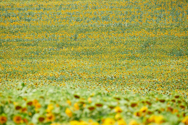 해바라기 필드 - 밝은 노란색 꽃, 아름다운 여름 풍경 — 스톡 사진