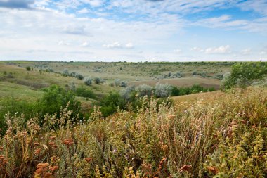 Vahşi çim ve ağaçlar, güzel gökyüzü-doğa ve yaz manzara