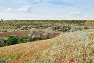 Vahşi çim ve ağaçlar, güzel gökyüzü-doğa ve yaz manzara