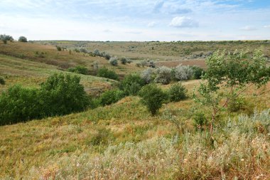 Vahşi çim ve ağaçlar, güzel gökyüzü-doğa ve yaz manzara