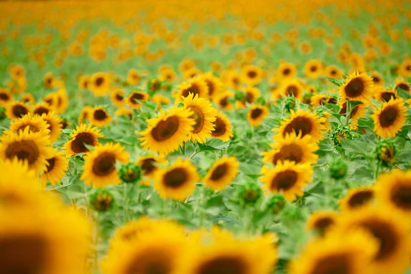 Champ de tournesol fleurs jaune vif, beau paysage d'été — Photo