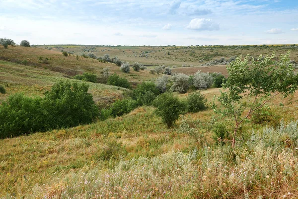 Vahşi çim ve ağaçlar, güzel gökyüzü-doğa ve yaz manzara
