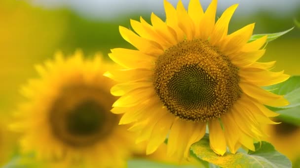 Campo Girasole Fiori Gialli Lucenti Bel Paesaggio Estivo — Video Stock