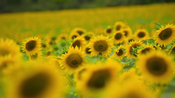Champ de tournesol fleurs jaune vif, beau paysage d'été 
