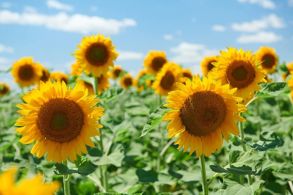 Champ de tournesol fleurs jaune vif, beau paysage d'été — Photo