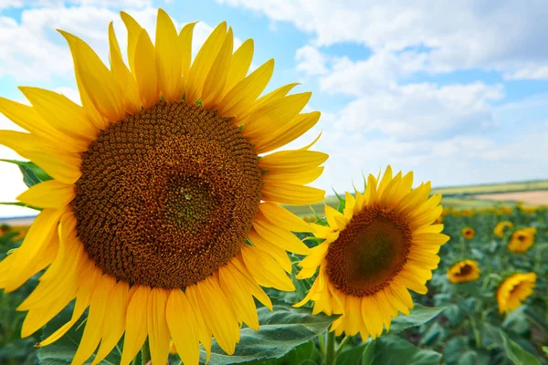 Campo de girassol - flores amarelas brilhantes, bela paisagem de verão — Fotografia de Stock