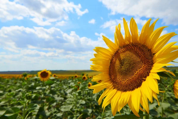 Sunflower field - bright yellow flowers, beautiful summer landscape — Stock Photo, Image