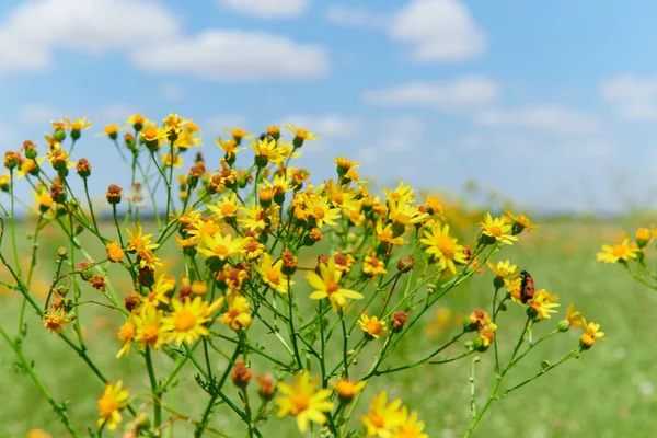 Erba selvatica con fiori gialli - bellissimo paesaggio estivo — Foto Stock