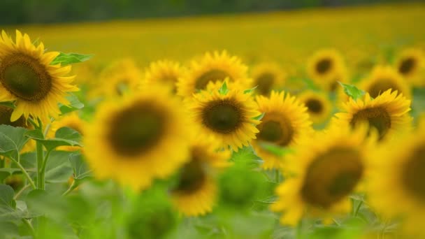 Подсолнечное Поле Ярко Желтые Цветы Красивый Летний Пейзаж — стоковое видео