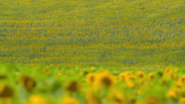 Solrosfält Klargula Blommor Vacker Sommar Landskap — Stockvideo
