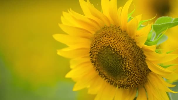 Slunečnicové pole-zářivě žluté květiny, nádherná letní krajina