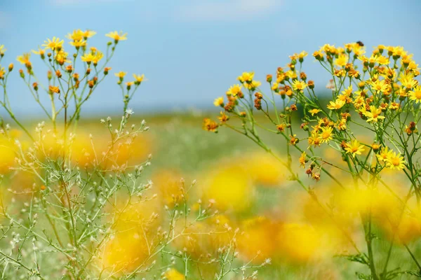 Erba selvatica con fiori gialli - bellissimo paesaggio estivo — Foto Stock