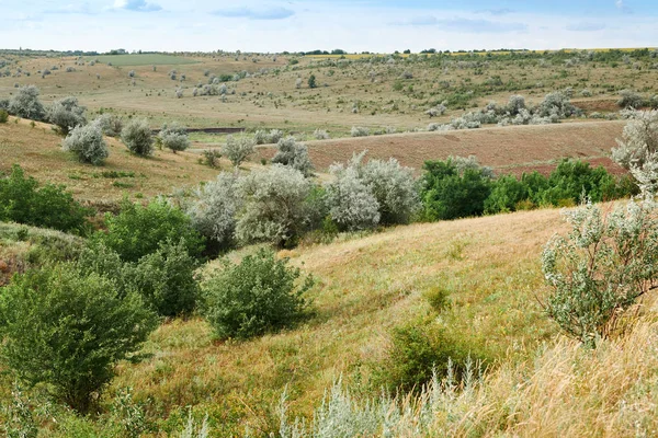 Herbe et arbres sauvages, beau ciel - nature et paysage estival — Photo