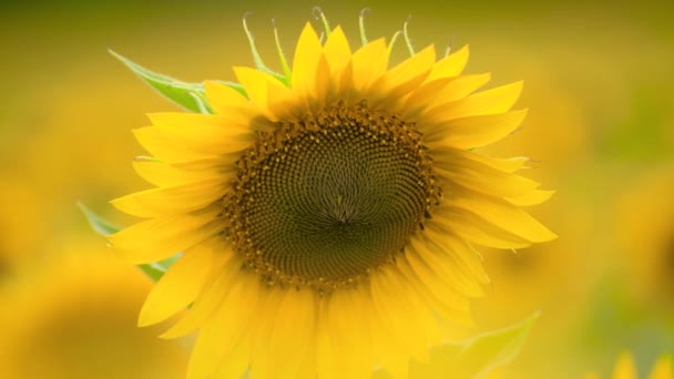 Campo Girasol Flores Color Amarillo Brillante Hermoso Paisaje Verano — Vídeo de stock