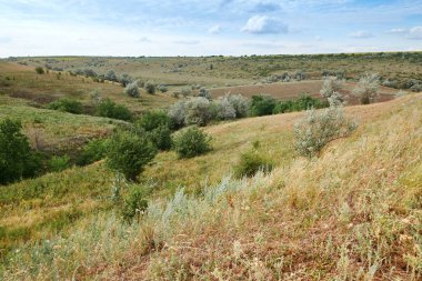 Vahşi çim ve ağaçlar, güzel gökyüzü-doğa ve yaz manzara