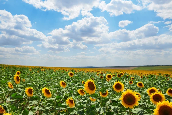 Campo di girasole - fiori gialli lucenti, bel paesaggio estivo — Foto Stock