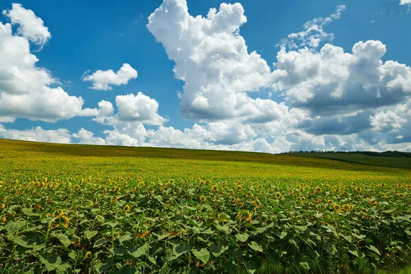 ヒマワリ畑 - 明るい黄色の花、美しい夏の風景 — ストック写真