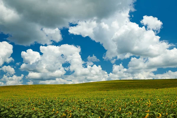 Sonnenblumenfeld - leuchtend gelbe Blüten, schöne Sommerlandschaft — Stockfoto